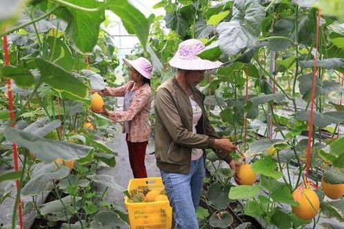 网红吃瓜营地,揭秘娱乐圈幕后风云 第2张 网红吃瓜营地,揭秘娱乐圈幕后风云 第2张