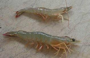 海虾养殖爆料视频教程全集,视频教程全集精华汇总 第3张 海虾养殖爆料视频教程全集,视频教程全集精华汇总 第3张